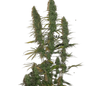 DESFRAN - DUTCH PASSION