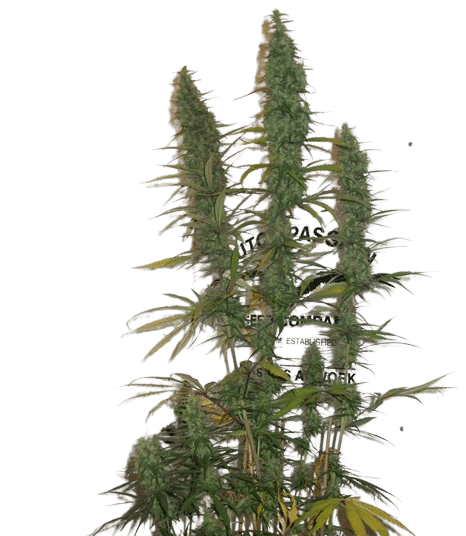 DESFRAN - DUTCH PASSION