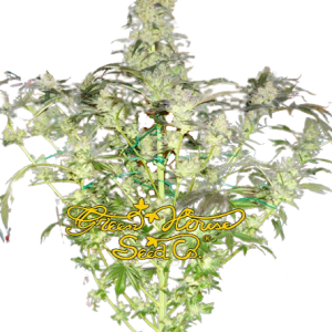 KING’S KUSH AUTO - GREENHOUSE SEEDS