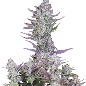 WEDDING GLUE AUTO FASTBUDS