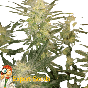MIMOSA LEMON AUTO EXPERT SEEDS