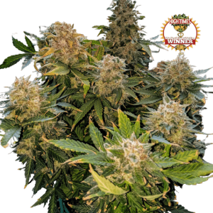 SPACE MANGO AUTO - KC BRAINS