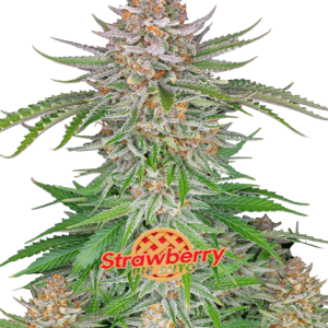 STRAWBERRY PIE AUTO - FASTBUDS