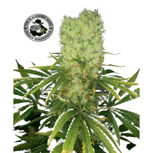 G13 - BLACK SHEEP