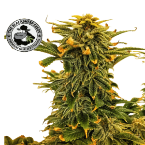 BRUCE BANNER BLACK SHEEP