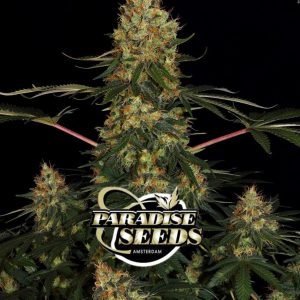 CALIFORNIAN GOLD - PARADISE SEEDS