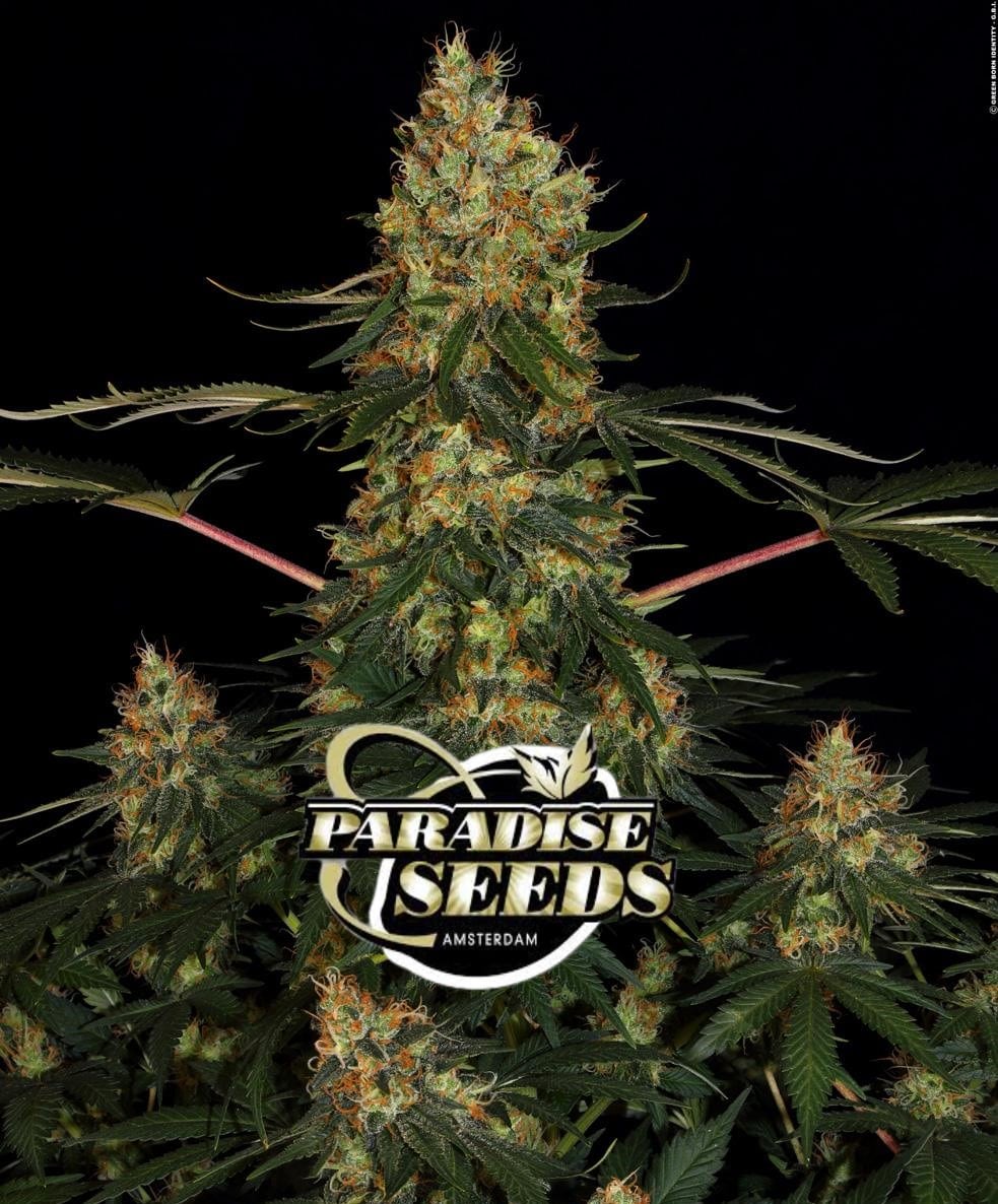 CALIFORNIAN GOLD - PARADISE SEEDS