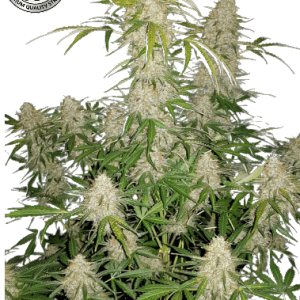 JACK HERER AUTO- BLACK SHEEP