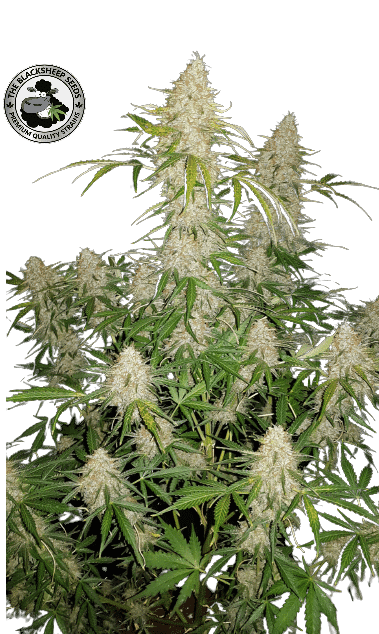 JACK HERER AUTO- BLACK SHEEP