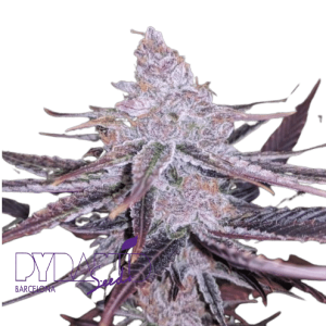 BLACK CHERRY PUNCH - PYRAMID SEEDS