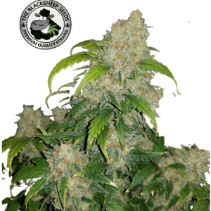 ZKITTLEZ AUTO BLACK SHEEP