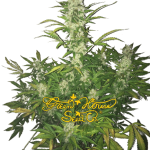 WHITE WIDOW - GREENHOUSE SEEDS