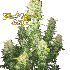WHITE WIDOW AUTO GREENHOUSE SEEDS