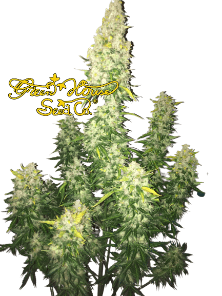 WHITE WIDOW AUTO GREENHOUSE SEEDS