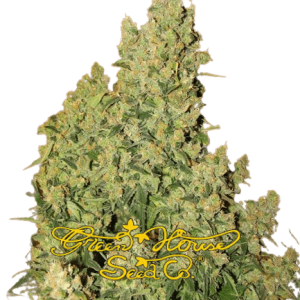 JACK HERER Green House Seeds