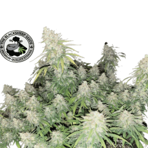 SUPER SILVER HAZE - BLACK SHEEP