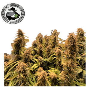 MIMOSA AUTO- BLACK SHEEP