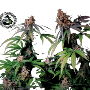 MIMOSA X ORANGE PUNCH BLACK SHEEP