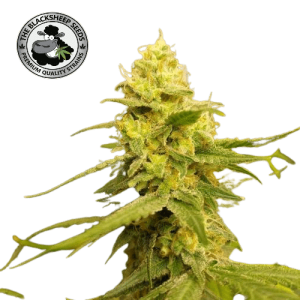 BANANA PUNCH - BLACK SHEEP