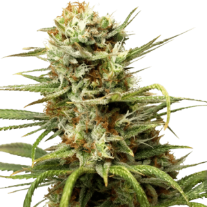 WHITE WIDOW AUTO - DUTCH PASSION