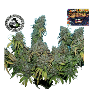 JACK HERER - BLACK SHEEP