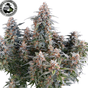 RUNTZ AUTO BLACK SHEEP