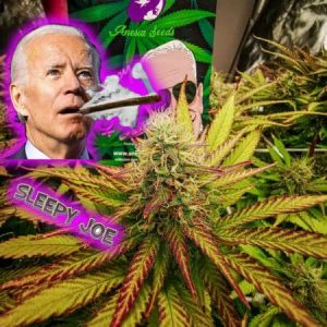 SLEEPY JOE - ANESIA SEEDS