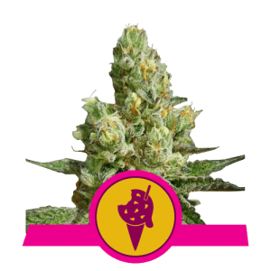 COOKIES GELATO ROYAL QUEEN