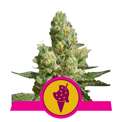 COOKIES GELATO ROYAL QUEEN