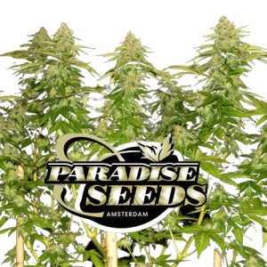 SPACE COOKIES - PARADISE SEEDS