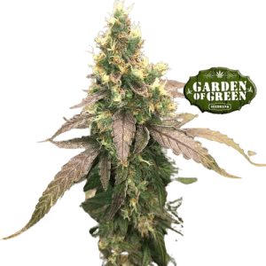 GIRL SCOUT COOKIES AUTO - GARDEN OF GREEN