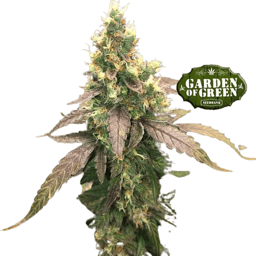 GIRL SCOUT COOKIES AUTO - GARDEN OF GREEN