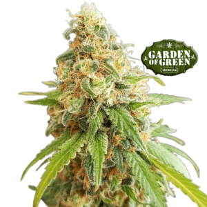 KOSHER KUSH - GARDEN OF GREEN