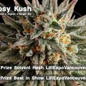 GYPSY KUSH - KANNABIA SEED CO.