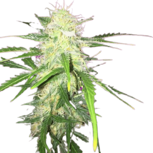 CRITICAL XXL AUTO - GARDEN OF GREEN