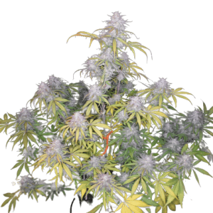 SMOOTHIE AUTO FASTBUDS