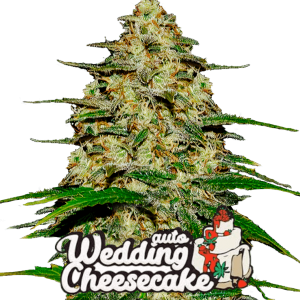 WEDDING CHEESECAKE AUTO - FASTBUDS