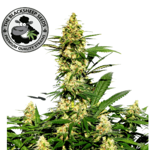 AMNESIA LEMON AUTO - BLACK SHEEP