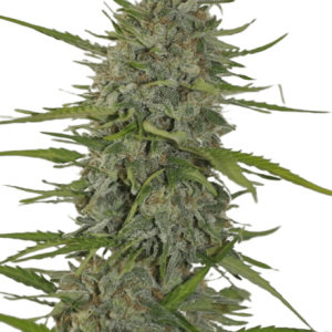 AUTO ZAMALDELICA - ACE SEEDS