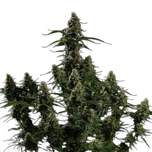 Apollo F1 Auto Royal Queen