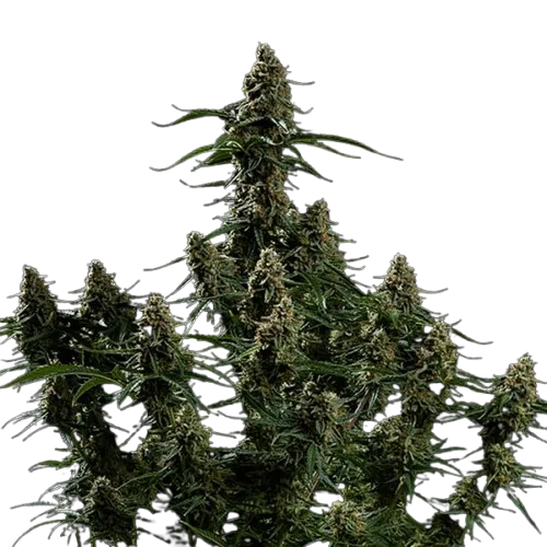 Apollo F1 Auto Royal Queen