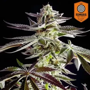 Apple and Bananas Kannabia Seeds θηλυκοποιημένοι σπόροι κάνναβης freshseeds