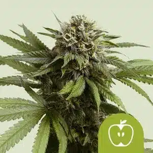 Apple Fritter Auto Royal Queen