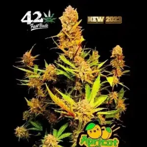 Apricot Auto FAST BUDS
