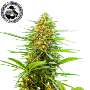 BANANA PUNCH AUTO BLACK SHEEP