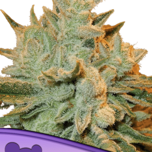 AUTO BETTY - ANESIA SEEDS