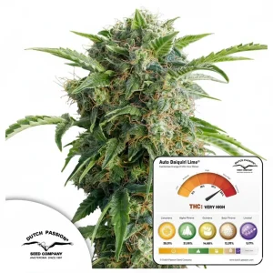 Auto Daiquiri Lime Dutch Passion αυτόματοι σπόροι κάνναβης freshseeds