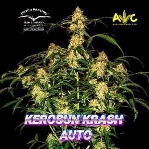 Auto Kerosene Krash Dutch Passion
