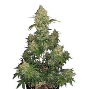 AUTO LEMON KIX - DUTCH PASSION