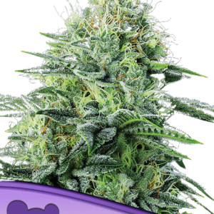 AUTO STRAWBERRY BANANA - ANESIA SEEDS